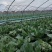 甘蓝圆包菜大量供应，绿色无公害蔬菜欢迎新老客户前来选购