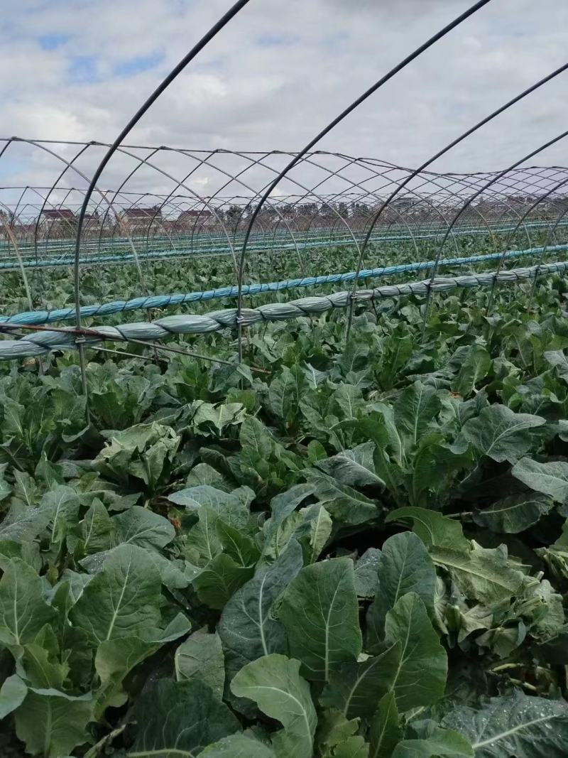 甘蓝圆包菜大量供应，绿色无公害蔬菜欢迎新老客户前来选购