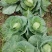甘蓝圆包菜大量供应，绿色无公害蔬菜欢迎新老客户前来选购