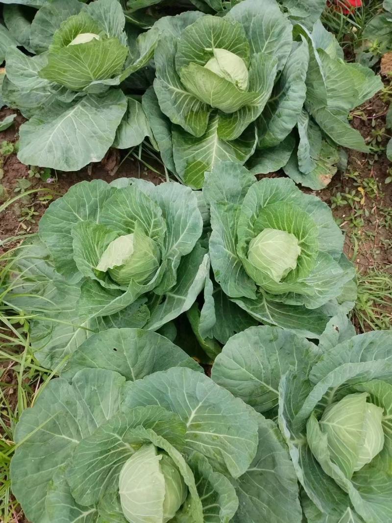 甘蓝圆包菜大量供应，绿色无公害蔬菜欢迎新老客户前来选购