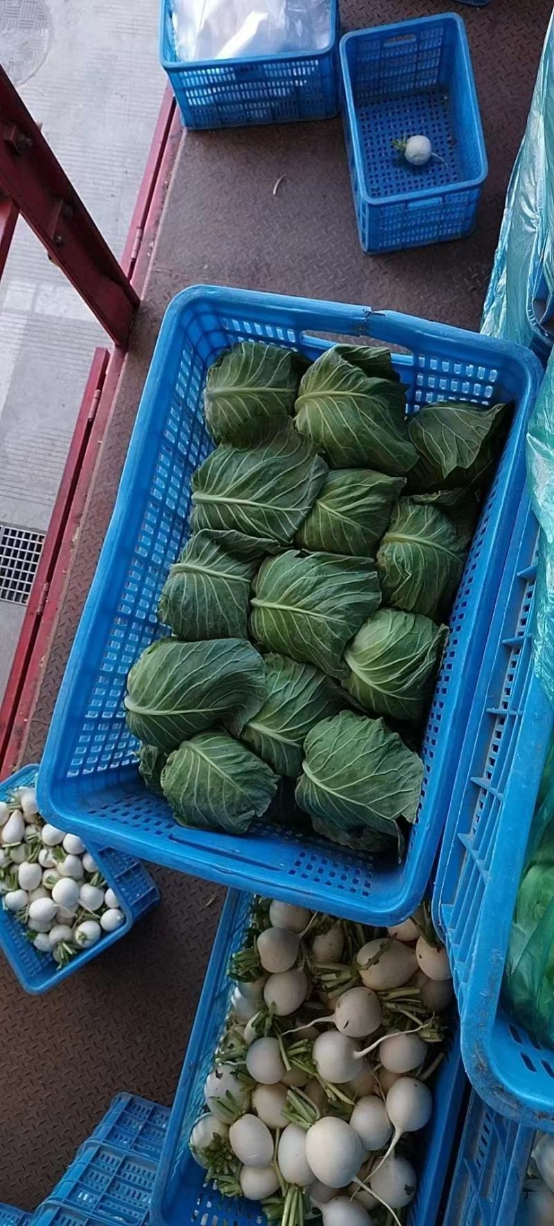 甘蓝圆包菜大量供应，绿色无公害蔬菜欢迎新老客户前来选购