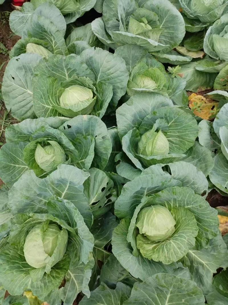 甘蓝圆包菜大量供应，绿色无公害蔬菜欢迎新老客户前来选购