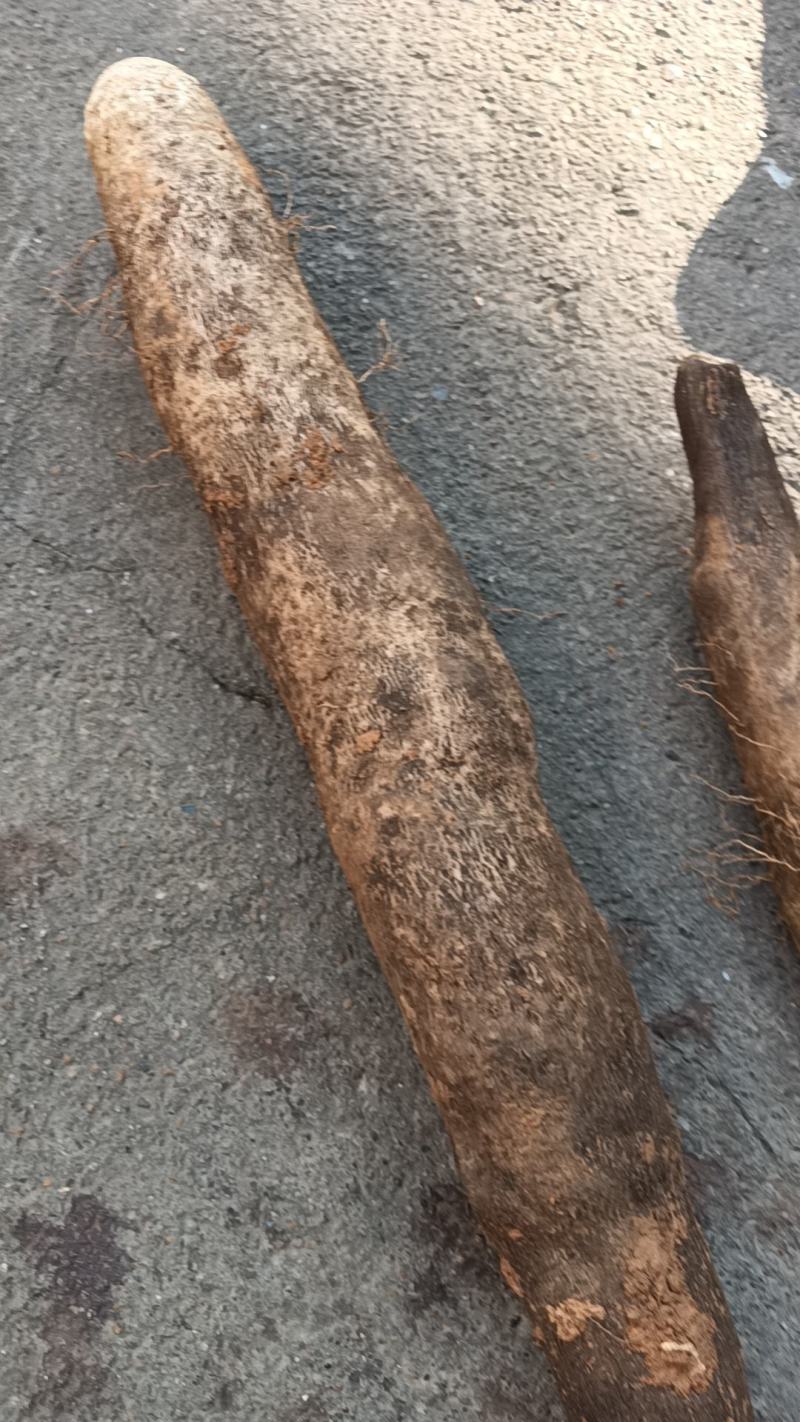 广西黑鬼山药正式上市量大自家沙地种植条形直长度够耐运输