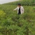 2年生酸枣苗