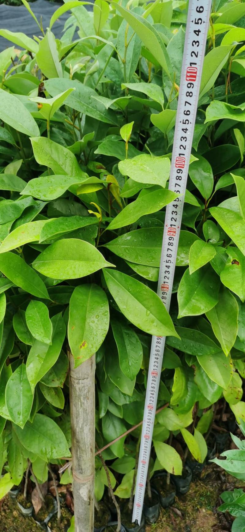 火力楠
