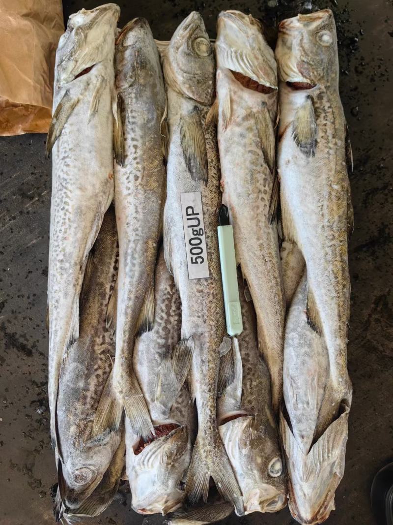 鳕鱼，原头鳕鱼，各种规格，品质保证，一件10斤，欢迎咨询