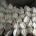 白萝卜大量供应，物美价廉，欢迎各地客商光临选购