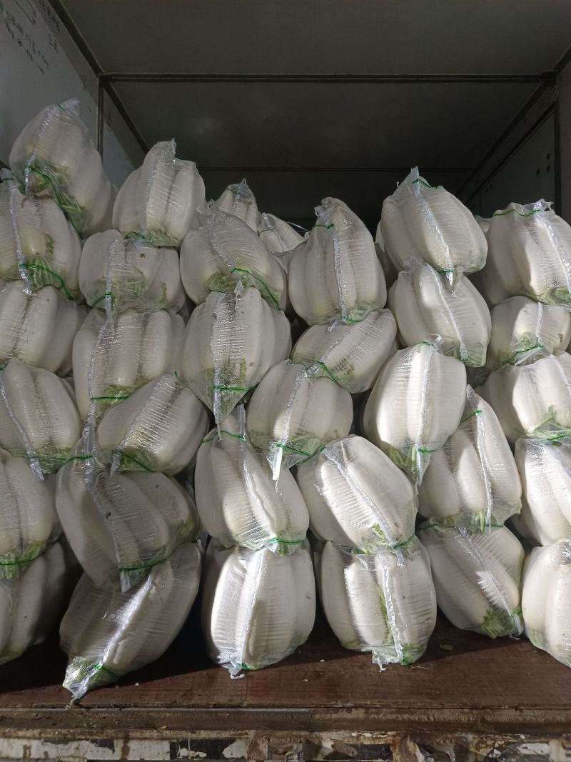 白萝卜大量供应，物美价廉，欢迎各地客商光临选购