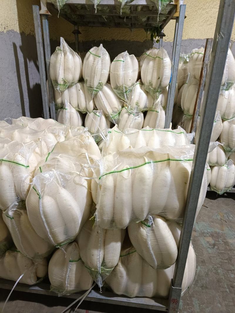 白萝卜大量供应，物美价廉，欢迎各地客商光临选购