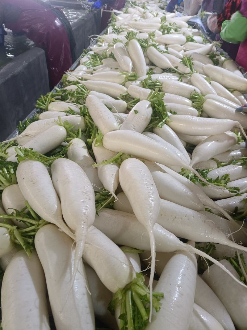 白萝卜大量供应，物美价廉，欢迎各地客商光临选购