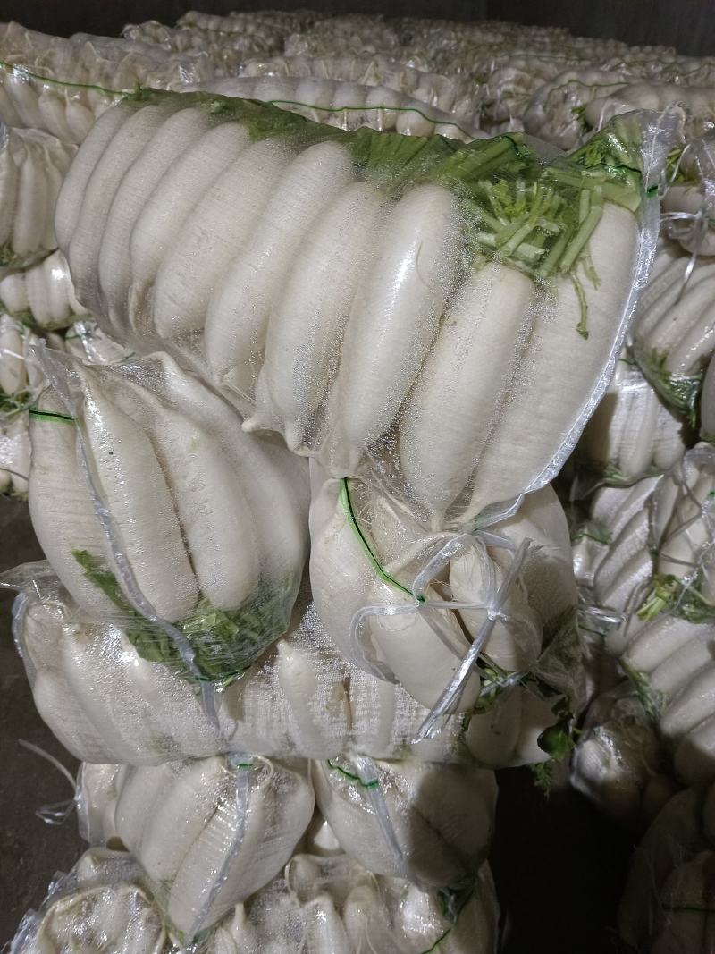 白萝卜大量供应，物美价廉，欢迎各地客商光临选购