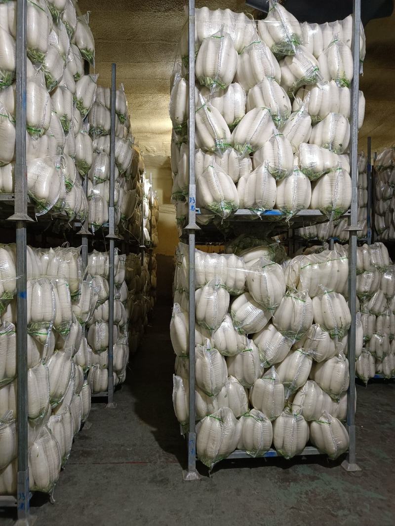 白萝卜大量供应，物美价廉，欢迎各地客商光临选购