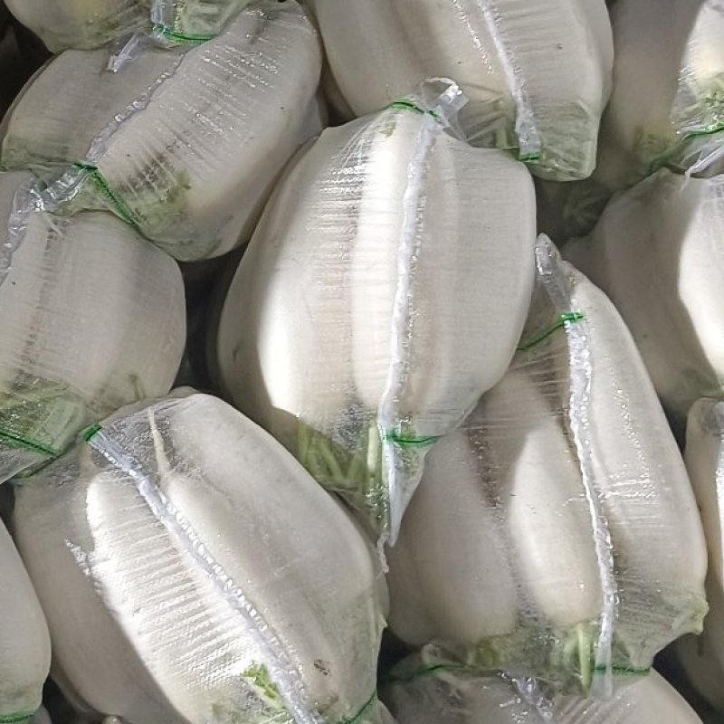 白萝卜大量供应，物美价廉，欢迎各地客商光临选购