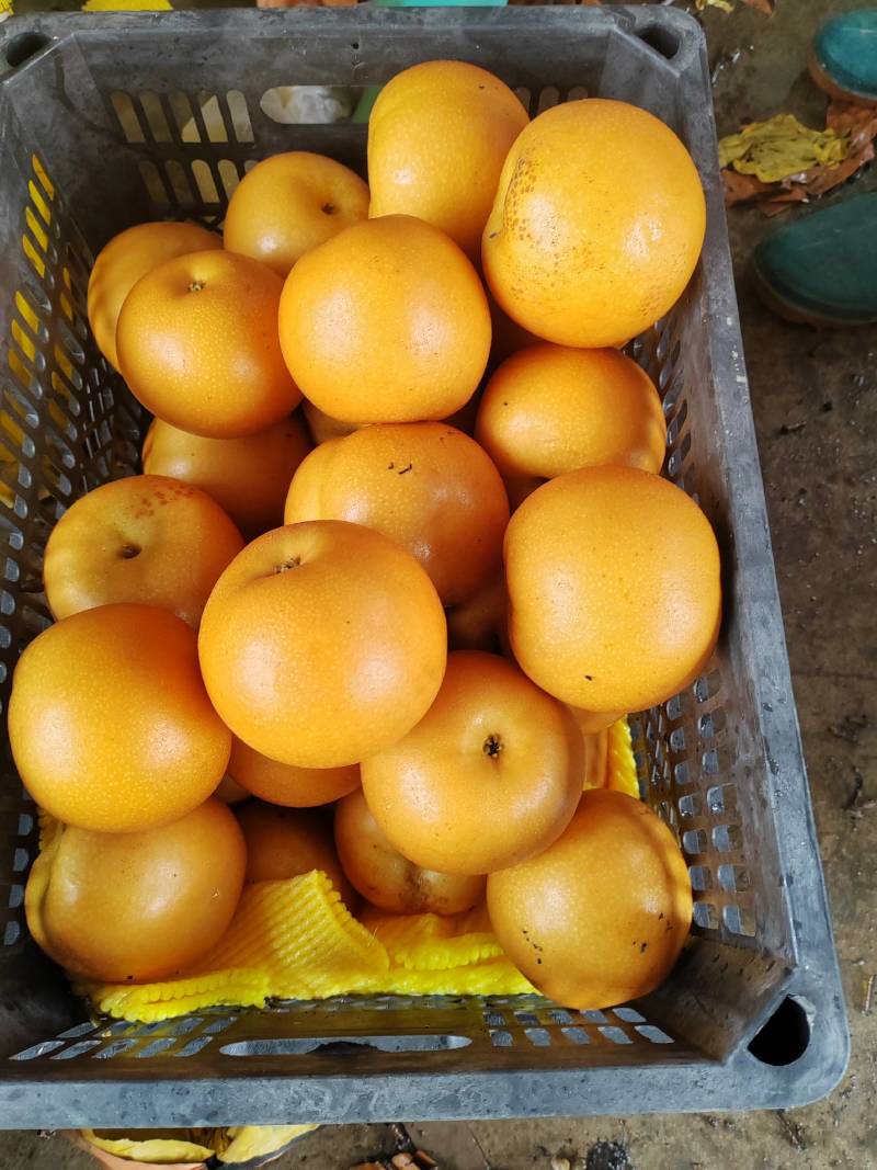 莱阳秋月梨
