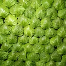 绿甘蓝大量供应，外观美丽，口感好价格合适，欢迎光临