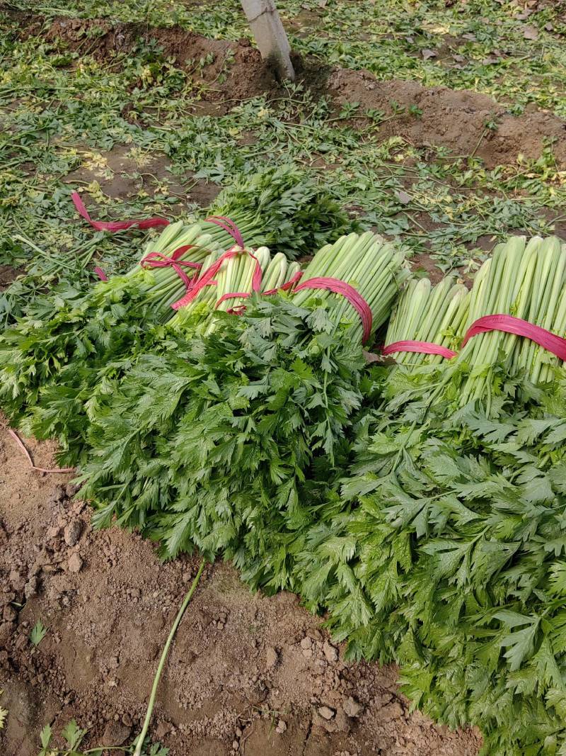 精品芹菜，产地直供，货源充足，欢迎采购。