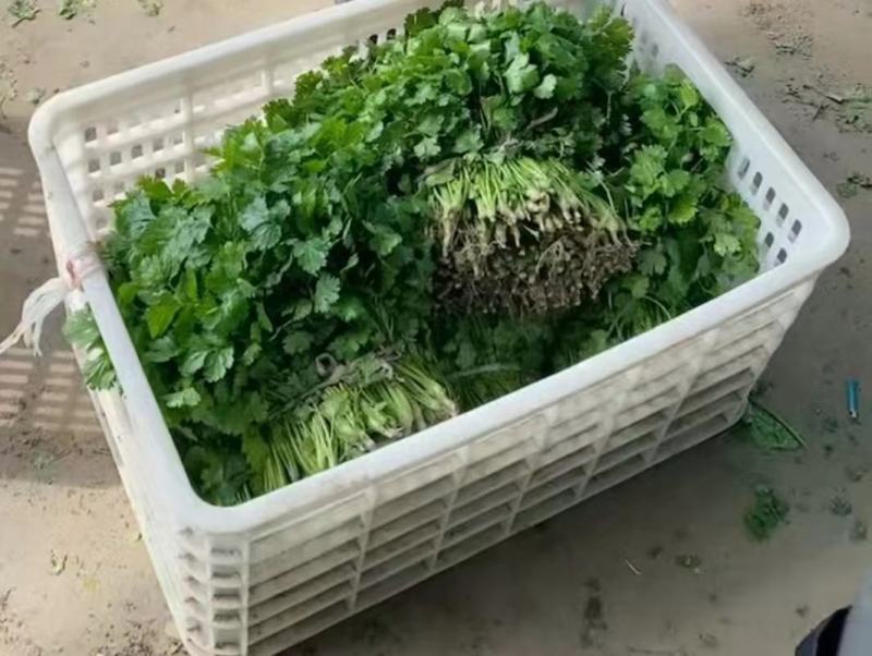 江苏香菜大量上市，产地直发货源充足可视频看货，欢迎订购