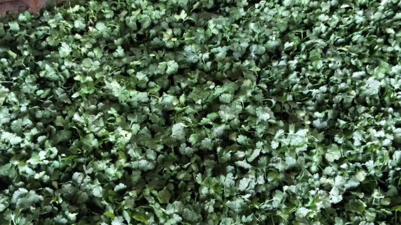 江苏香菜大量上市，产地直发货源充足可视频看货，欢迎订购