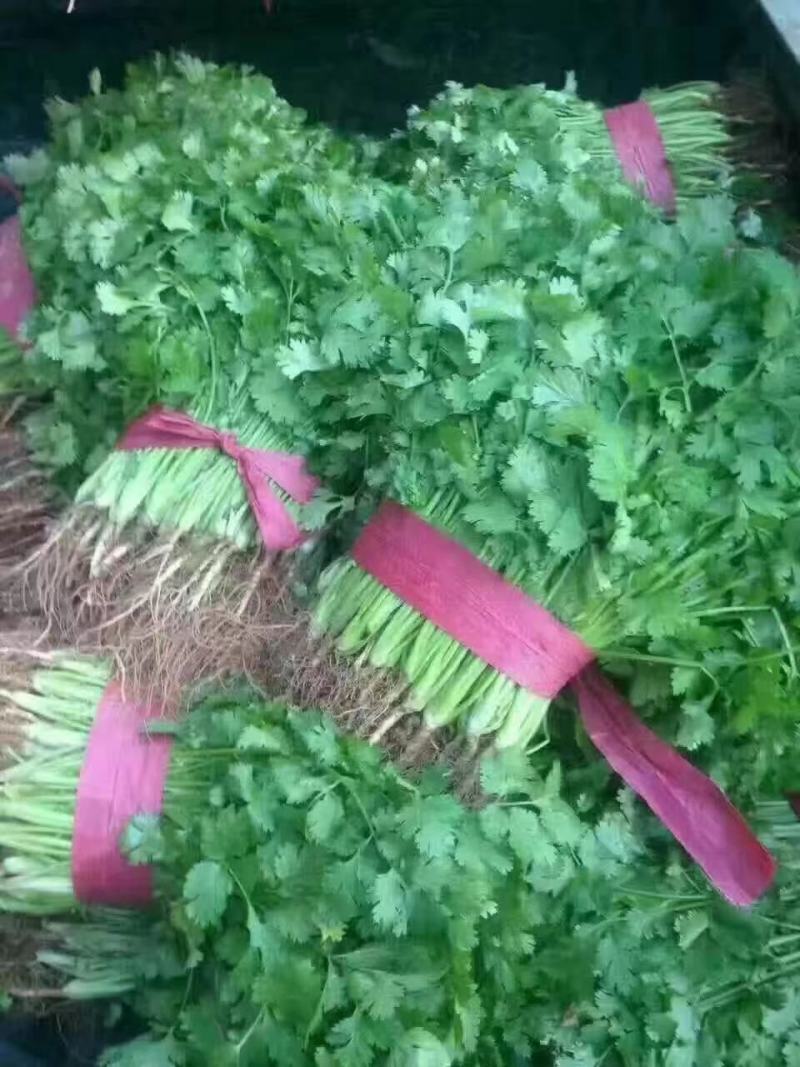 江苏香菜大量上市，产地直发货源充足可视频看货，欢迎订购