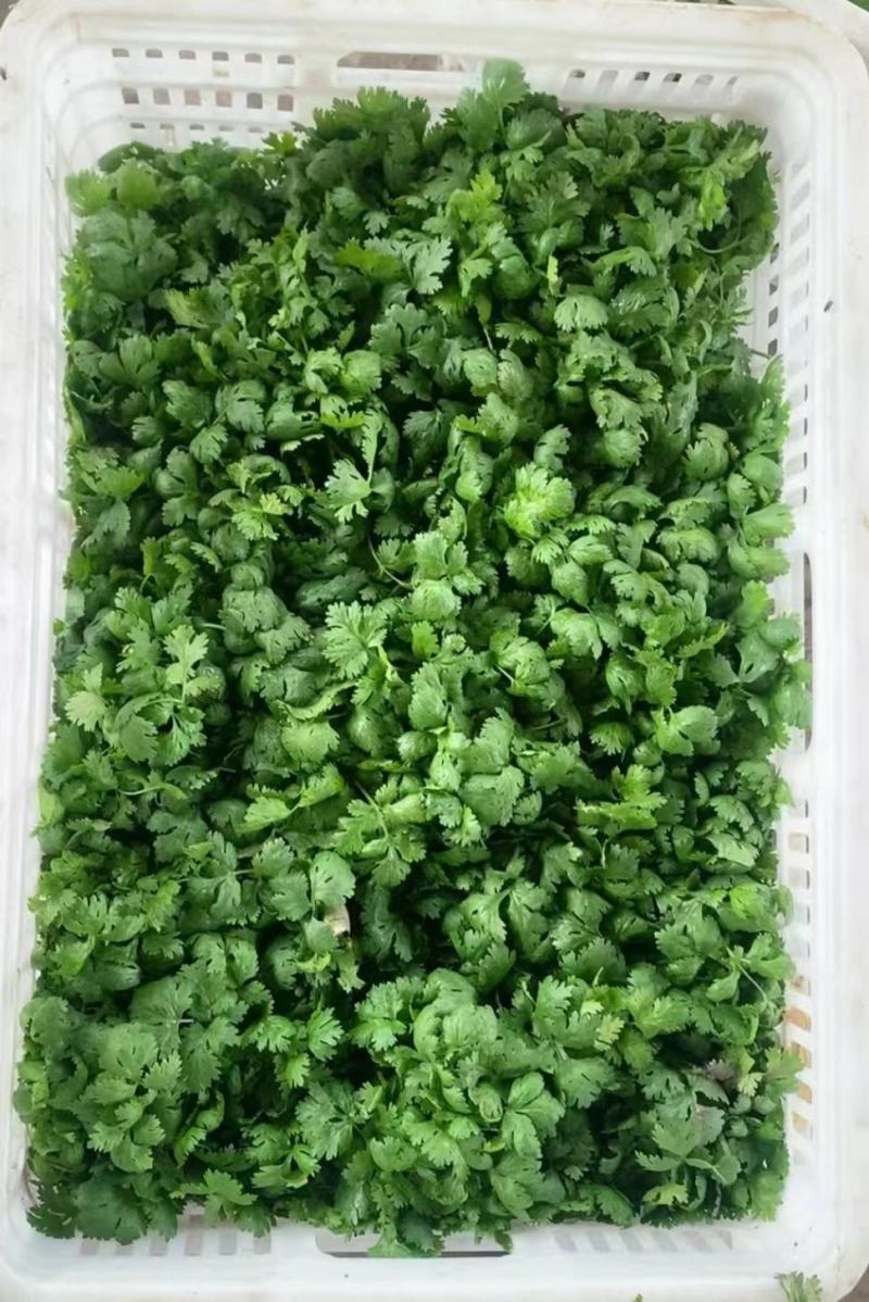 江苏香菜大量上市，产地直发货源充足可视频看货，欢迎订购
