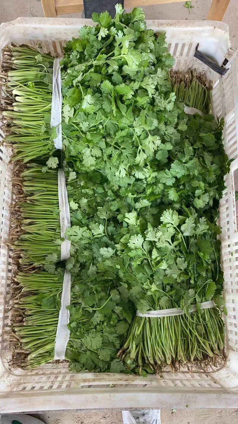 江苏香菜大量上市，产地直发货源充足可视频看货，欢迎订购