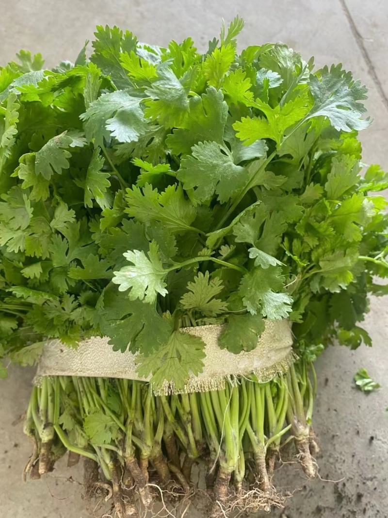 江苏香菜大量上市，产地直发货源充足可视频看货，欢迎订购