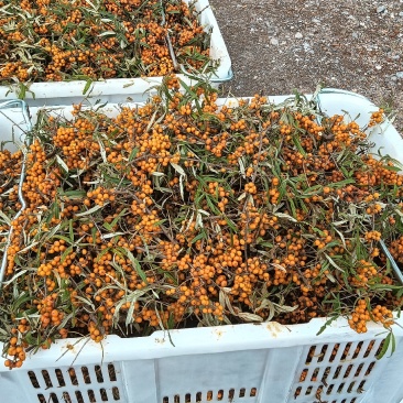 野生沙棘果