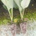 菜花苗