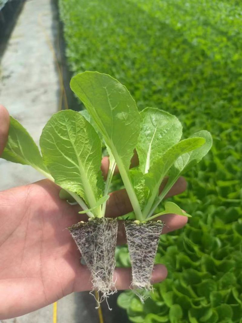白菜苗
