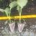 西兰花苗