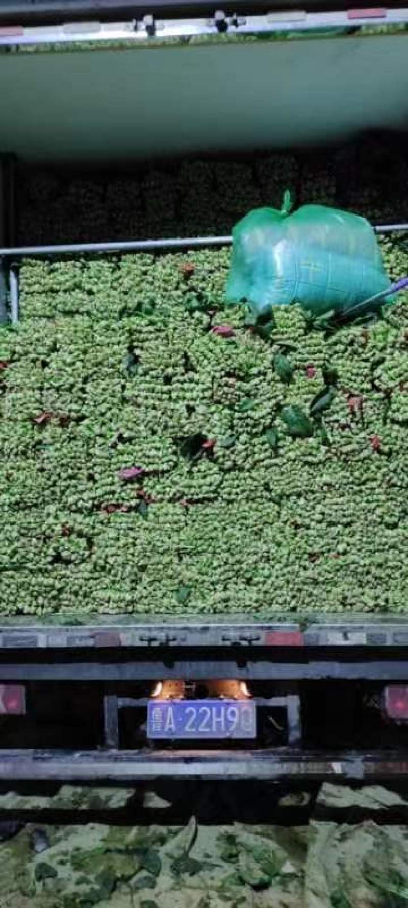 菠菜上市，质量好价格合适，欢迎各位客商光临采购