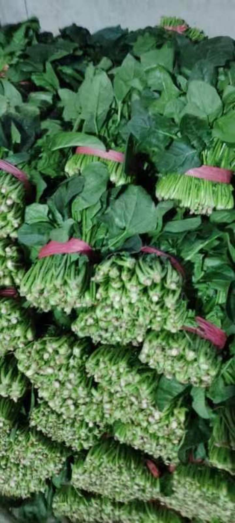 菠菜上市，质量好价格合适，欢迎各位客商光临采购