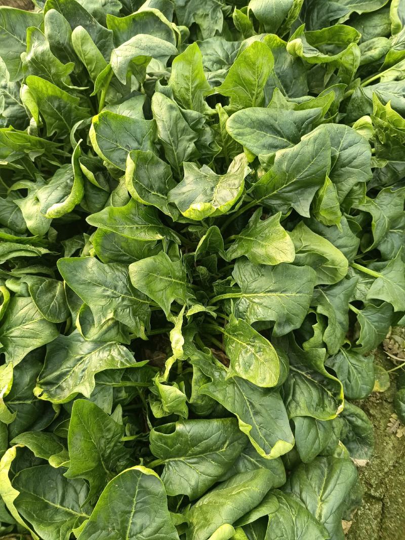 菠菜上市，质量好价格合适，欢迎各位客商光临采购
