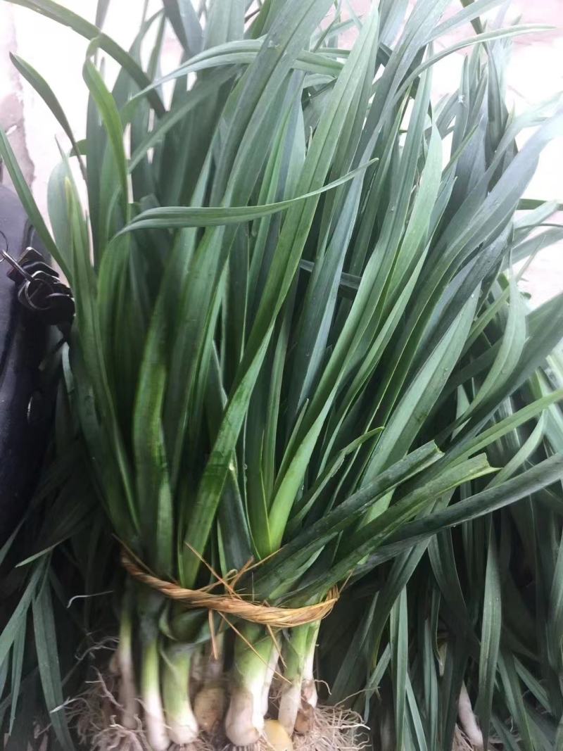 四季蒜苗洋大蒜江苏产地直发品质保证量大从优电联