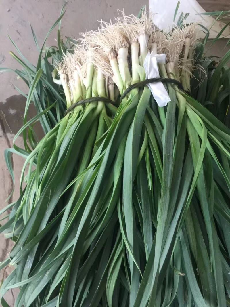 四季蒜苗洋大蒜江苏产地直发品质保证量大从优电联