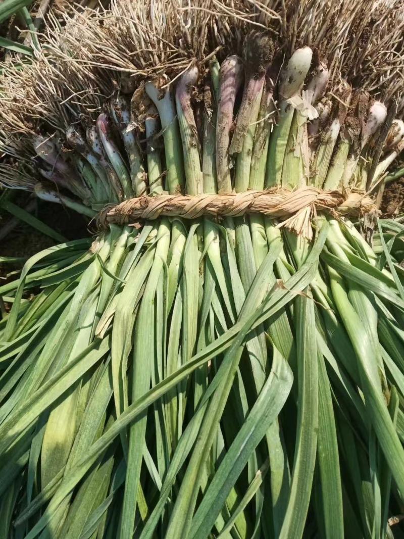 四季蒜苗洋大蒜江苏产地直发品质保证量大从优电联