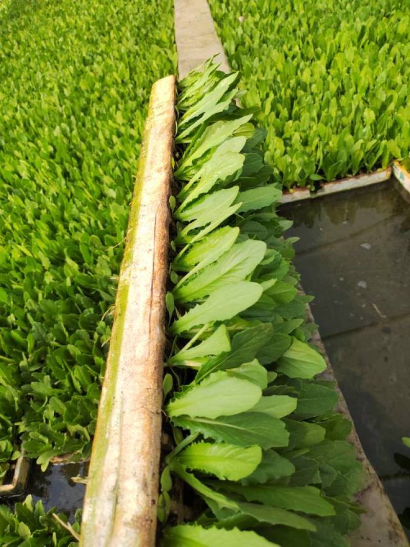 油麦菜苗