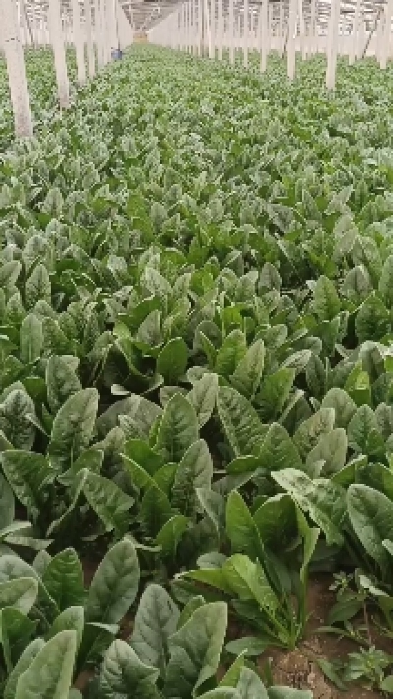 山东淄博高青菠菜上市，欢迎新老客户光临！