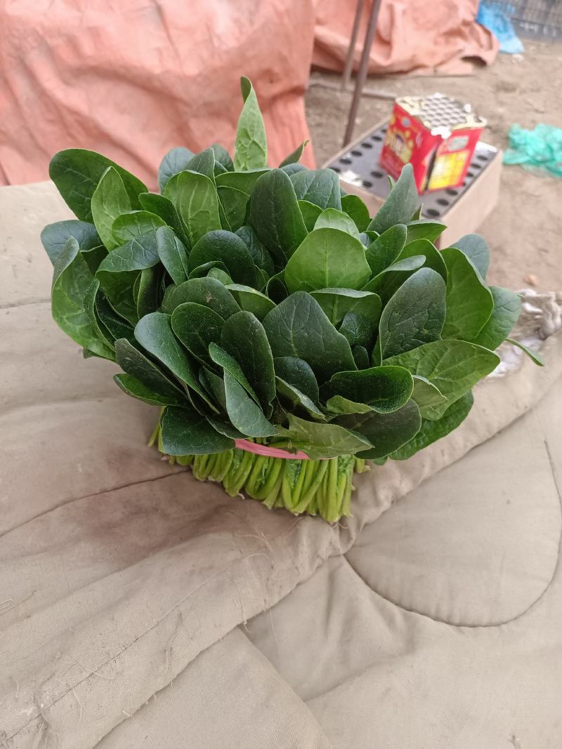 山东淄博高青菠菜上市，欢迎新老客户光临！