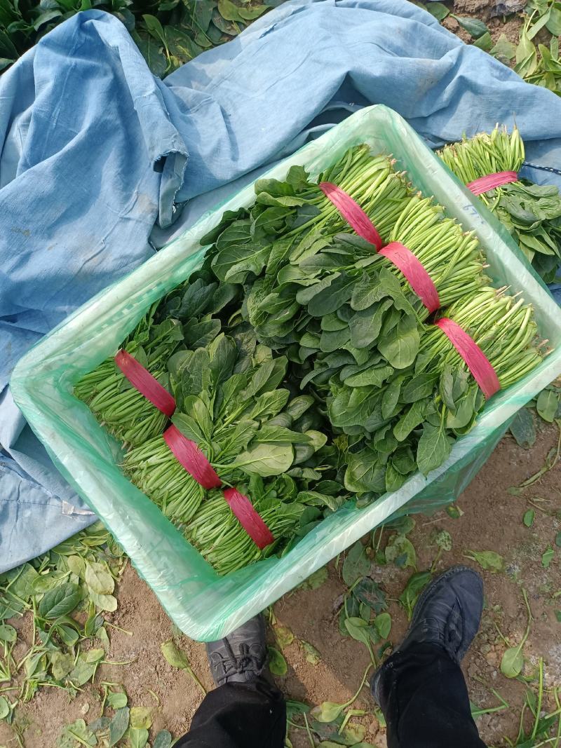 山东淄博高青菠菜上市，欢迎新老客户光临！