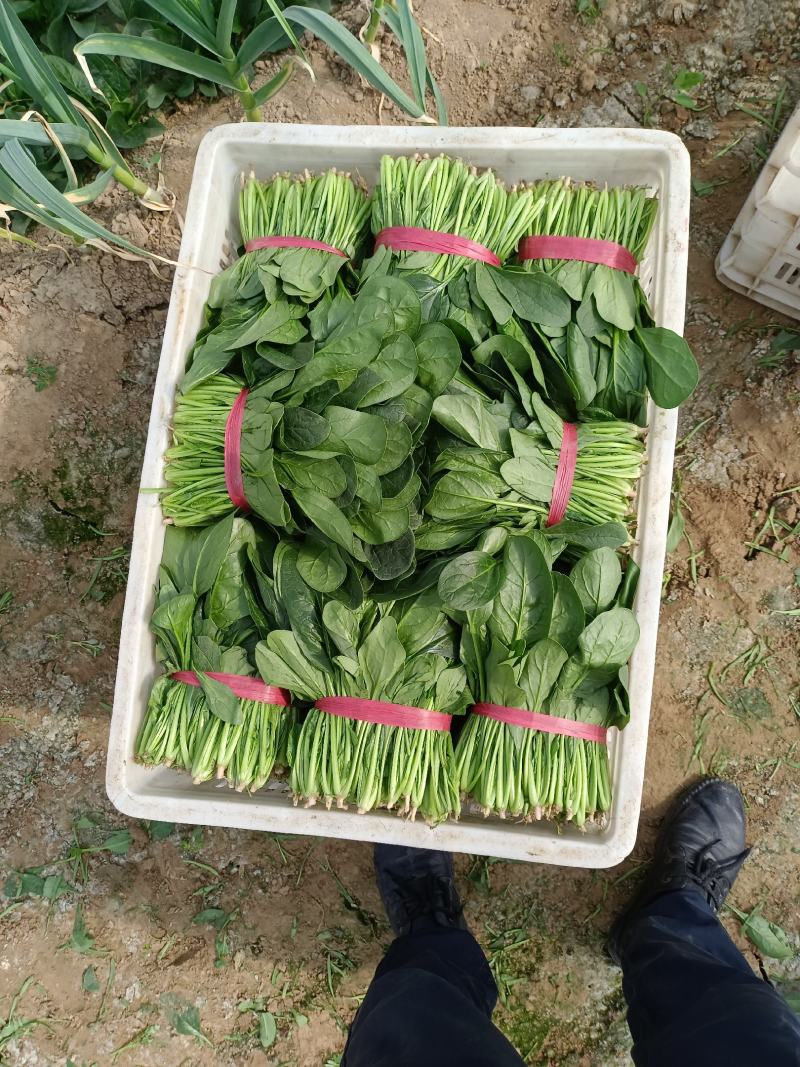 山东淄博高青菠菜上市，欢迎新老客户光临！