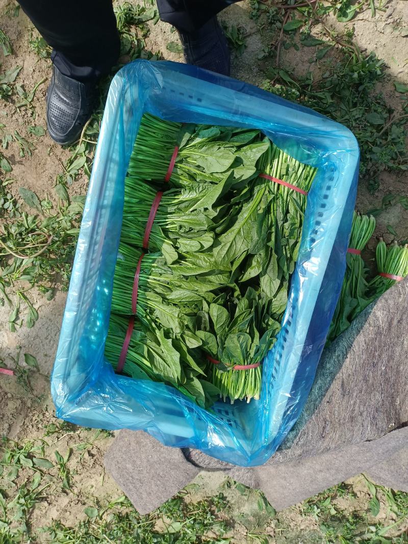 山东淄博高青菠菜上市，欢迎新老客户光临！