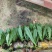 油麦菜苗