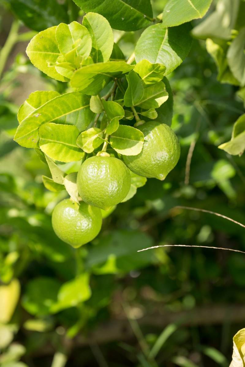 广东香水柠檬