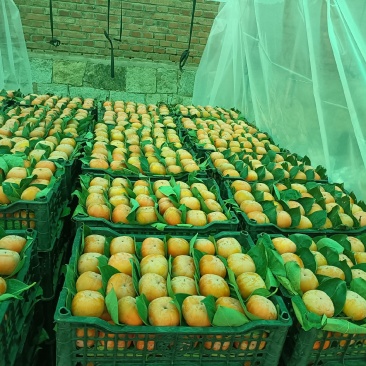 甜心脆柿，货源充足，价格便宜
