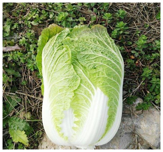 新鲜白菜与干叶白菜对比图