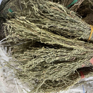 独角金新货，青绿，短，货靚价格低！