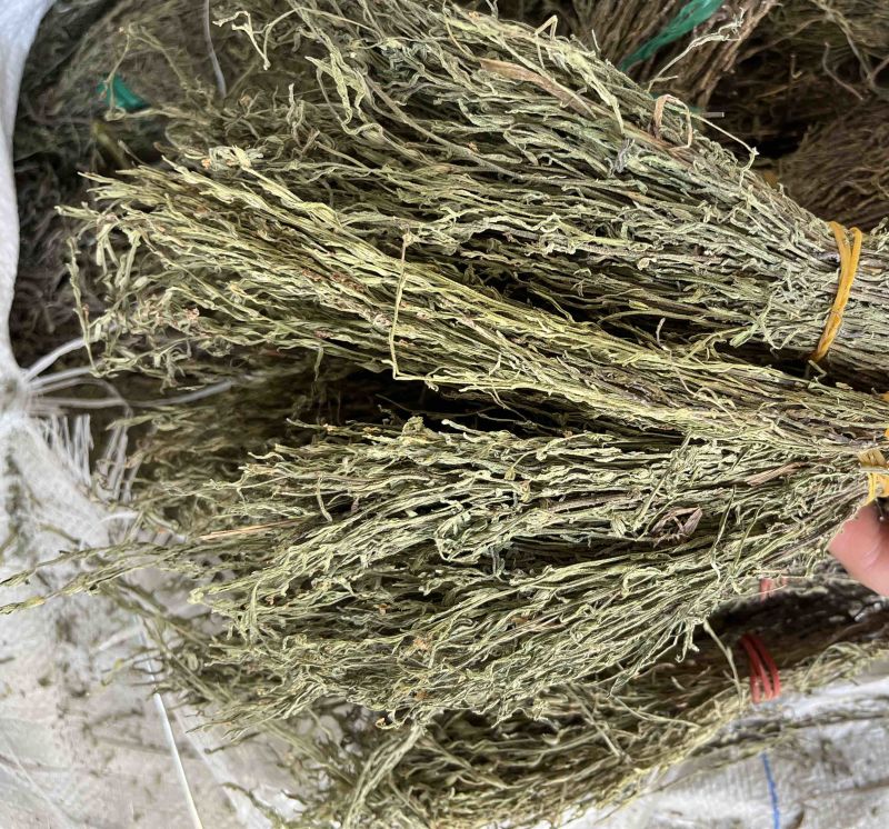 独角金新货，青绿，短，货靚价格低！