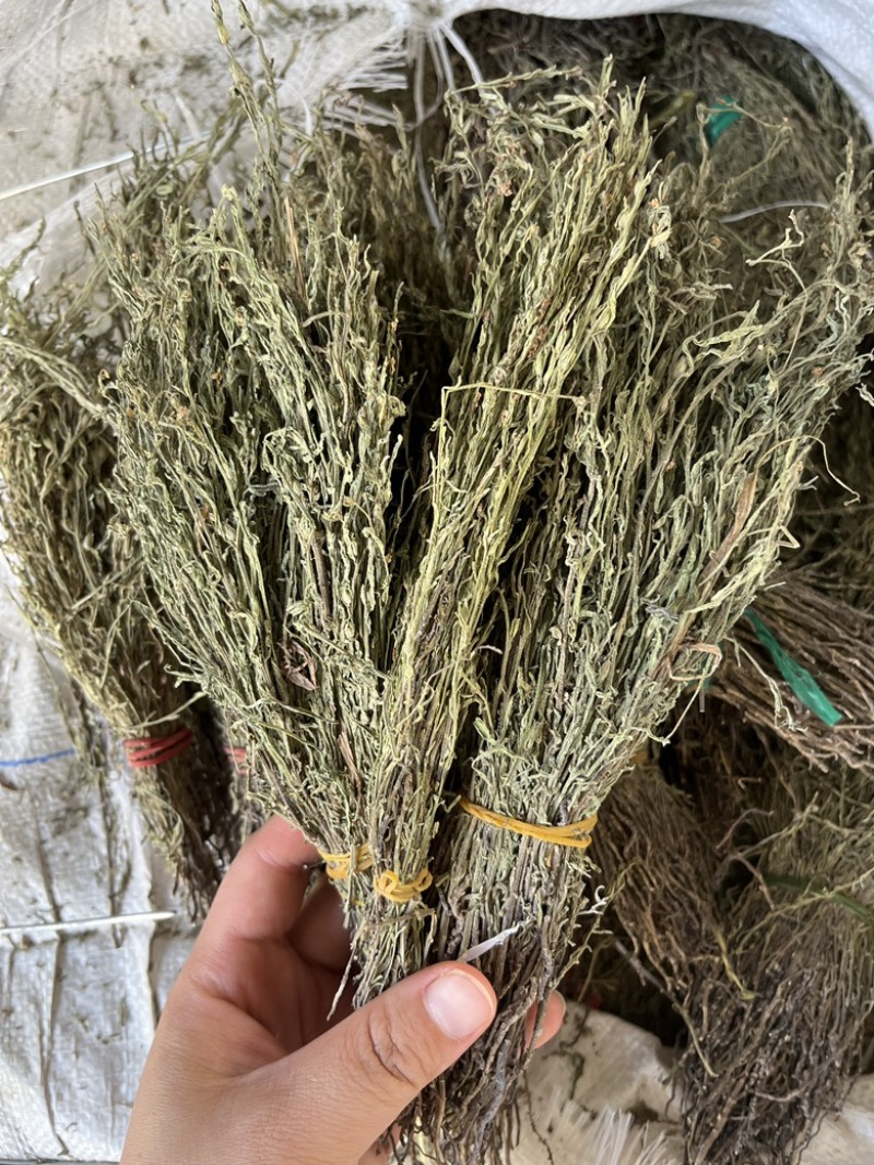 独角金新货，青绿，短，货靚价格低！