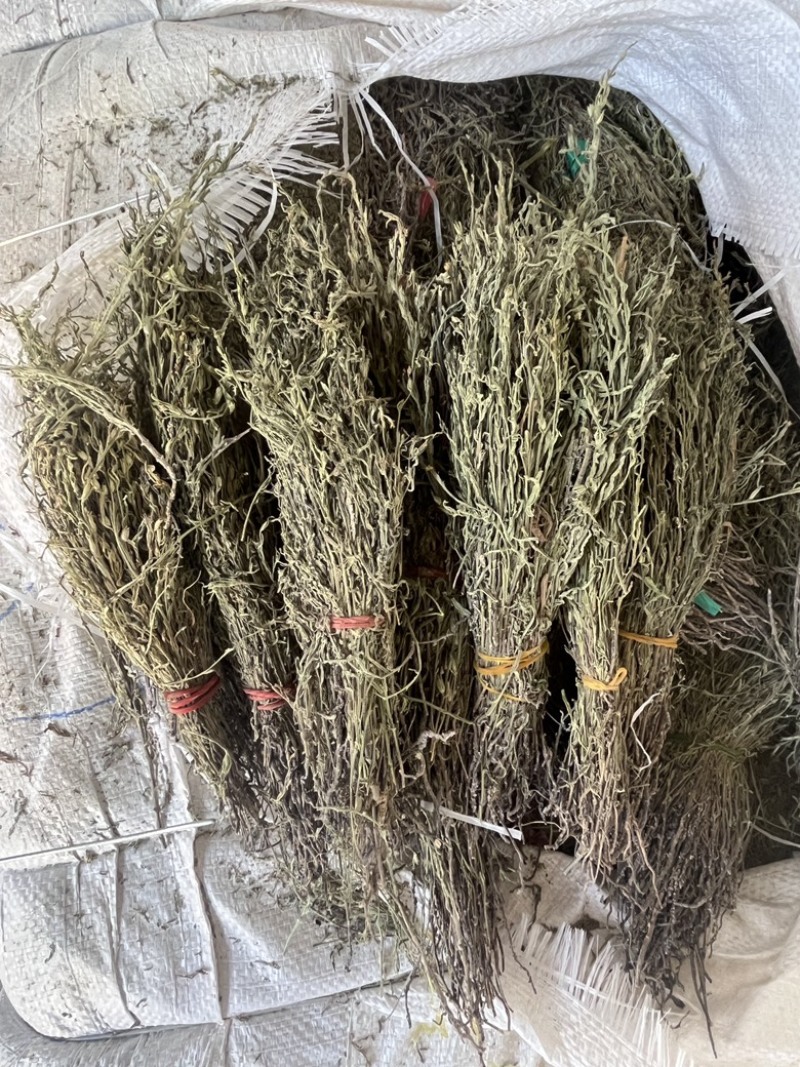独角金新货，青绿，短，货靚价格低！